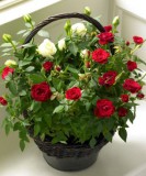 Rose Basket Plant
