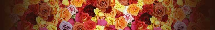 Meaning of Roses The meaning of rose colors and numbers are unique aspect of symbolism you can use to send a message to someone.