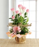 Pink Tulips