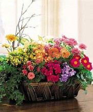 Colorful Planted Basket